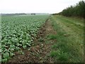 Bridleway to Baumber by crop field