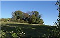 Clump of trees below Nut Wood