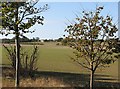 Towards Rectory Farm