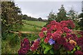 Stoodleigh : Flowers & Hillside