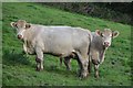 Mid Devon : Cows Grazing