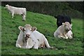 Mid Devon : Cattle Grazing