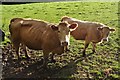 Mid Devon : Cattle Grazing