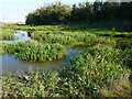 Water and reeds by a footpath on the outskirts of Faversham