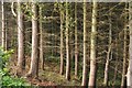 SS9318 : Mid Devon : Woodland by Lewis Clarke