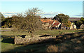 Jubilee Tree with house beyond, in Goathland