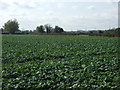 Farmland off Gorsy Lane