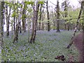 Rosecraddoc Woods at Bluebell time