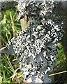 Lichen on apple bark