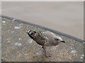 SO8218 : Baby Seagull, Gloucester Docks by Chris Whippet