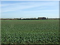 Farmland near Trinity Farm