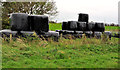 Silage, Islandmagee