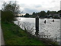 The Thames at Walton on Thames