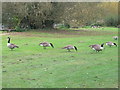 Canada Geese grazing near the Thames at Shepperton