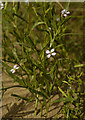 Dune flower