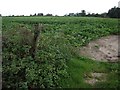 Field of winter greens next to the B3347