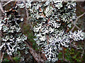 NH9208 : Lichen in the Caledonian Forest, Rothiemurchus by Phil Champion