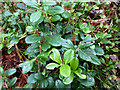 NH9208 : Cowberry in Rothiemurchus forest by Phil Champion