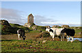 Cattle at Sandyknowe Farm