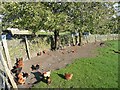 Happy hens, Lane End Farm, Gilstead