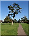 Pine, Hambledon Park