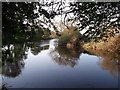 Upstream River Wharfe through the trees