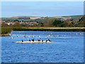 Waterbirds, Radipole Lake Nature Reserve, Weymouth