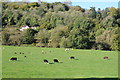 Cattle grazing in the Avon valley