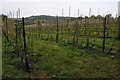 Fruit trees near Putley Green