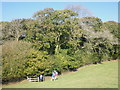 Woodland, below Bratton Fleming