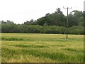 Barley, Pass of Birnam