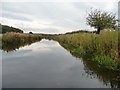 Chesterfield Canal by Lady Bridge Wood