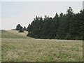 Plantation on Rushy Knowe