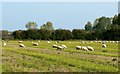 Sheep, Pry Farm near Purton