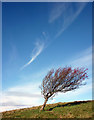 SD3978 : A windswept tree on Hampsfell by Karl and Ali