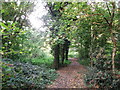 Path in Littleheath Woods