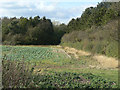 On the edge of Cotgrave Forest