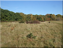 TQ4793 : Grassland alongside path at Hainault Forest Country Park by Richard Hoare