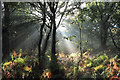 SK6267 : Backlit autumn woodland by Andy Stephenson