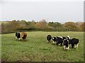 Cattle, Thinacres