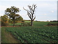 Dead tree on field boundary