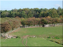 SJ9314 : Pasture and woodland near Penkridge, Staffordshire by Roger  D Kidd