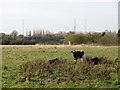 Grassland, Bothwell