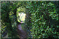 Path toward the River Itchen