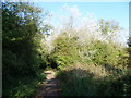 Woodland at the end of Dunes Road, Greatstone-on-Sea