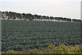 Cabbages and pines