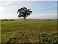 Priors Marston Farmland