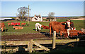 Cattle at Headtown