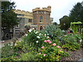 October roses in The Castle Gardens, Whitstable