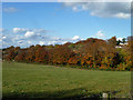 Autumn colours by Reigate Road